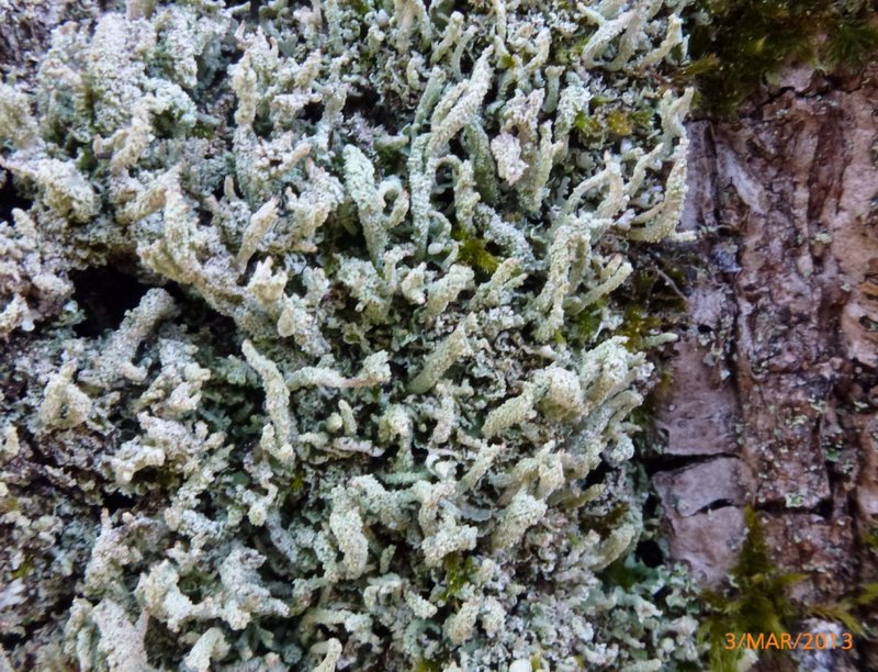 Lichens forestiers 3.3.2013 018